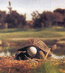 (66)шаровая черепаха